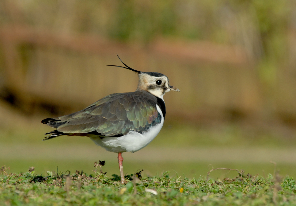 Recent Sightings 27th February - 4th March